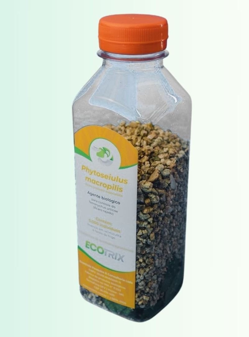 Phytoseiulus macropils (2)