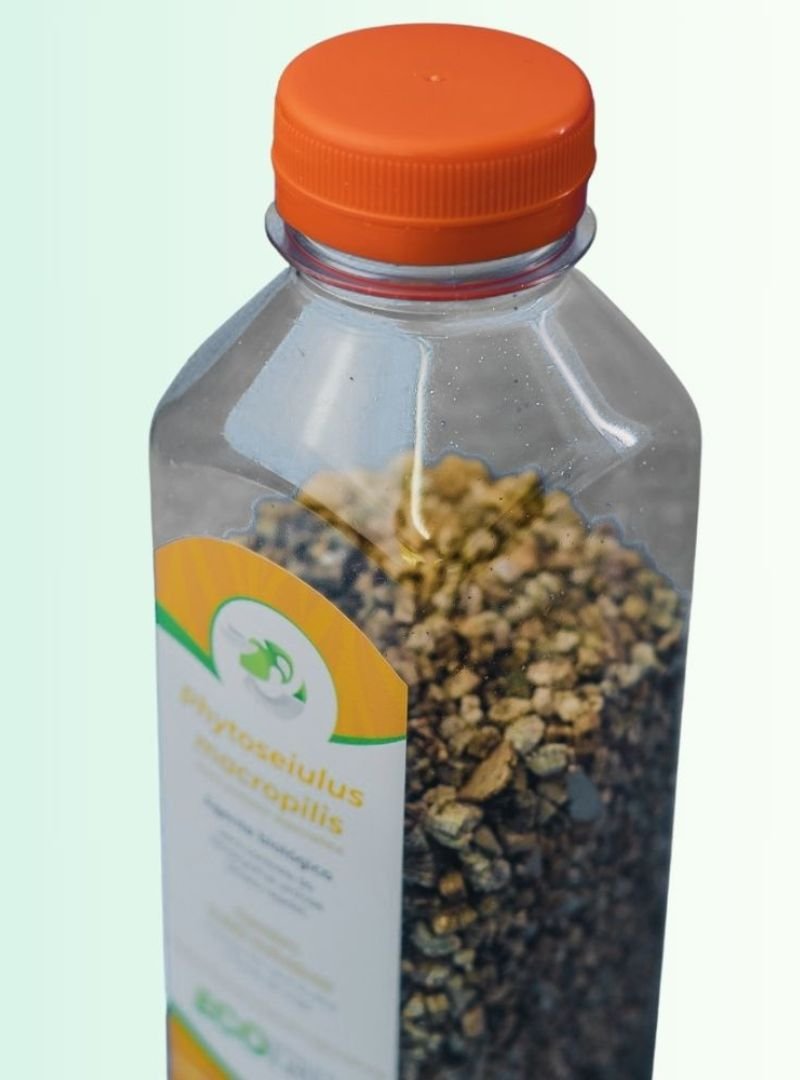 Phytoseiulus macropils (3)
