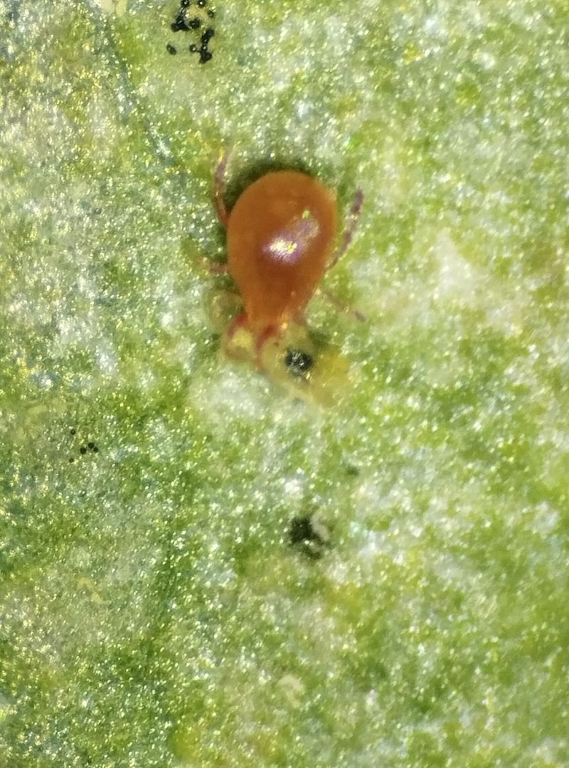 Phytoseiulus macropils (4)
