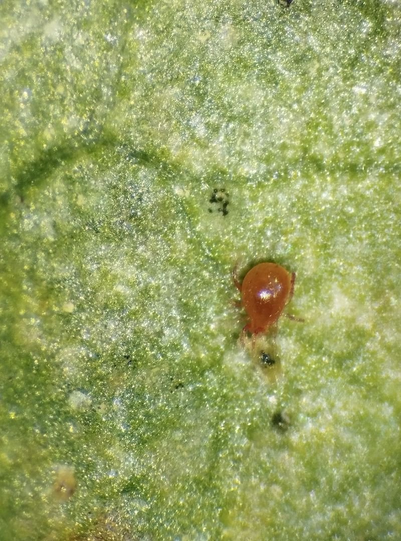 Phytoseiulus macropils (5)