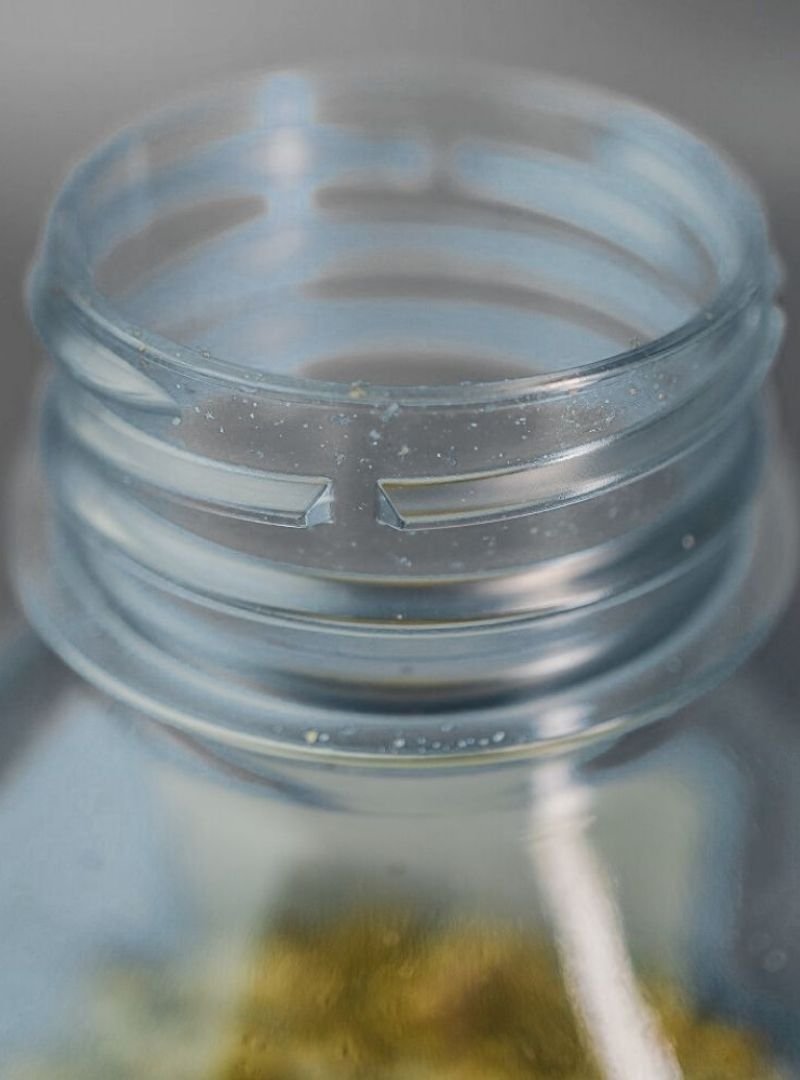 Phytoseiulus macropils (6)