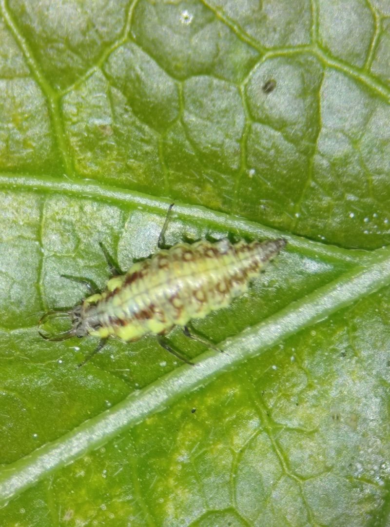 chrysoperla (1)