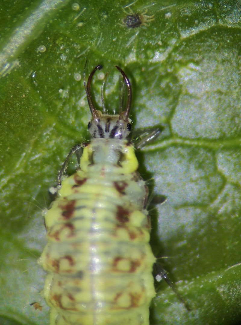 chrysoperla (2)
