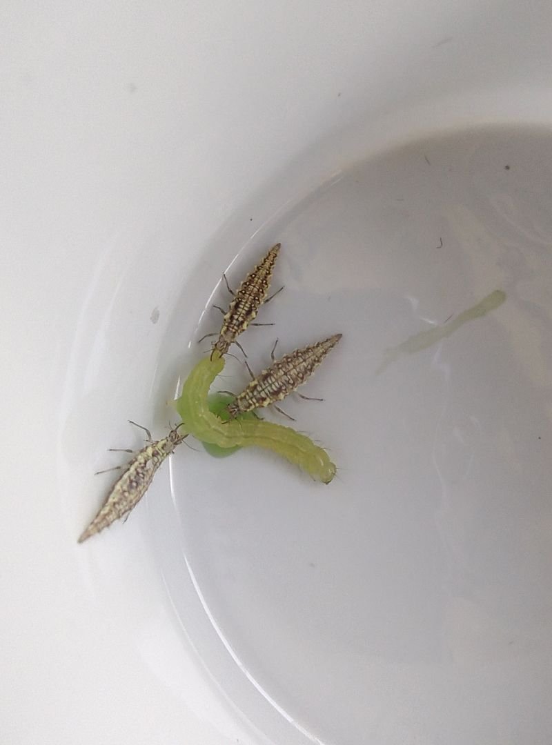 chrysoperla (3)
