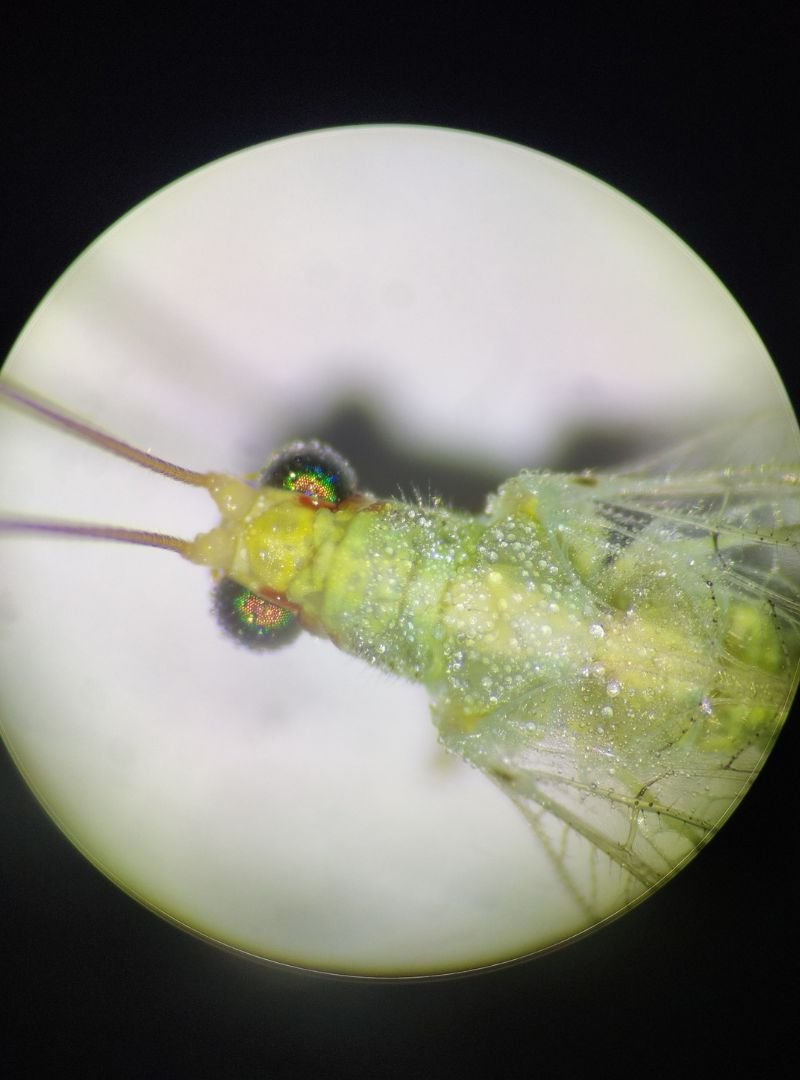 chrysoperla (4)