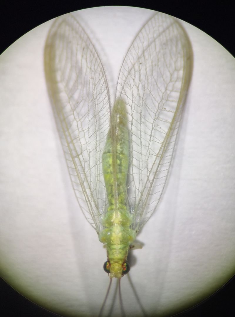 chrysoperla (5)