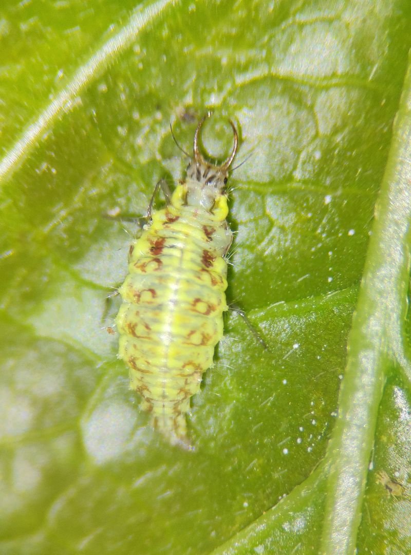 chrysoperla (6)